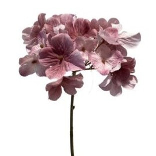 (ab 15.9. erhältlich) Hortensien-Pick