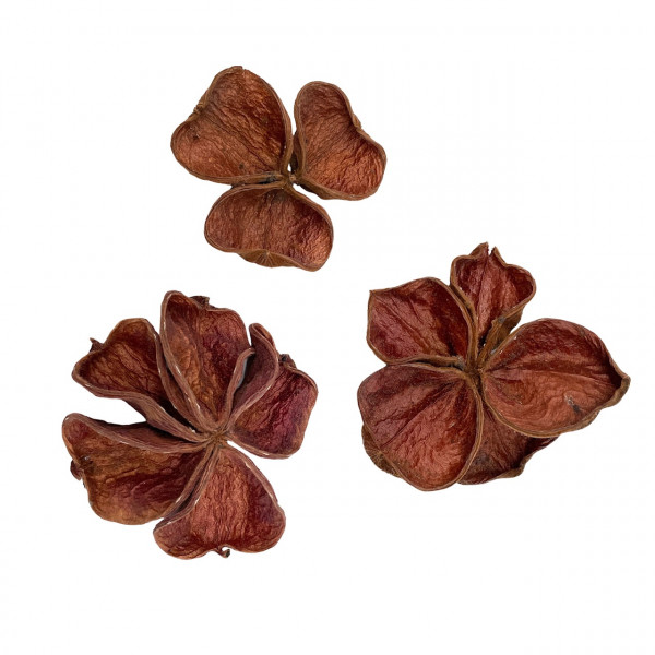 Landlotus