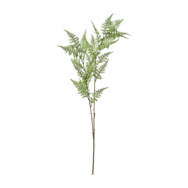 Vorbestellung: (011) Farn