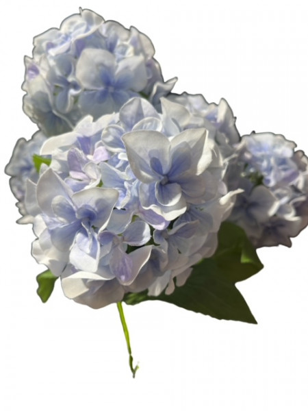 Hortensienbusch x 5 Blüten