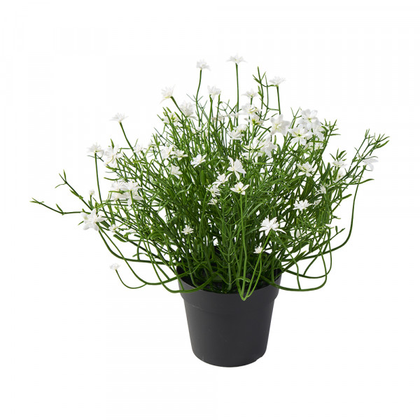 Vorbestellung: (202) Mini Sternchenblütenpflanze im Topf