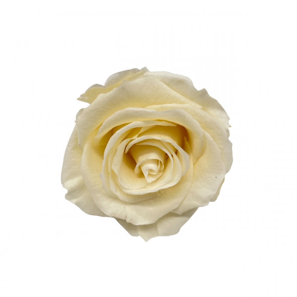 Stabilisierter Rosenköpfe "Verdissimo" medium