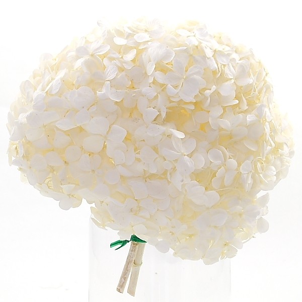 Echte Hortensia stabilisiert