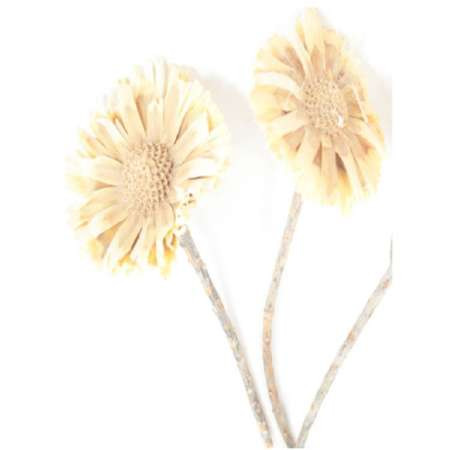 Protea geschn. helle Mitte 6-7cm 6-7cm