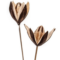 Wildlilie auf Stiel Wildlilie auf Stiel