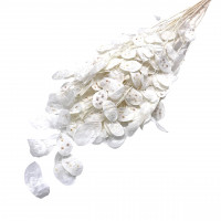 Lunaria Zweige 100gr. Lunaria Zweige 100gr.