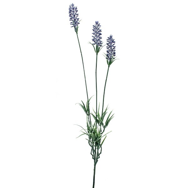 Lavendel-Zweig