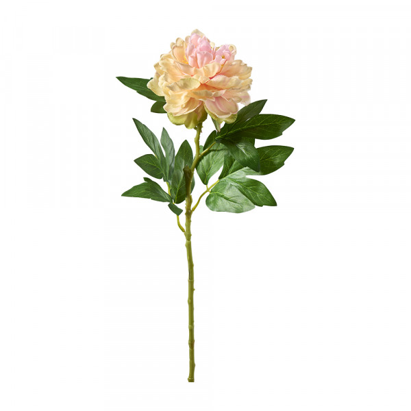 Vorbestellung: (317) Pfingstrose