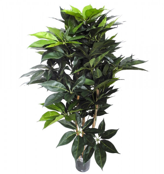 Schefflera Baum 350 Blatt