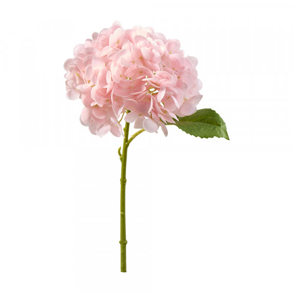 Vorbestellung: (173) Hortensien pick