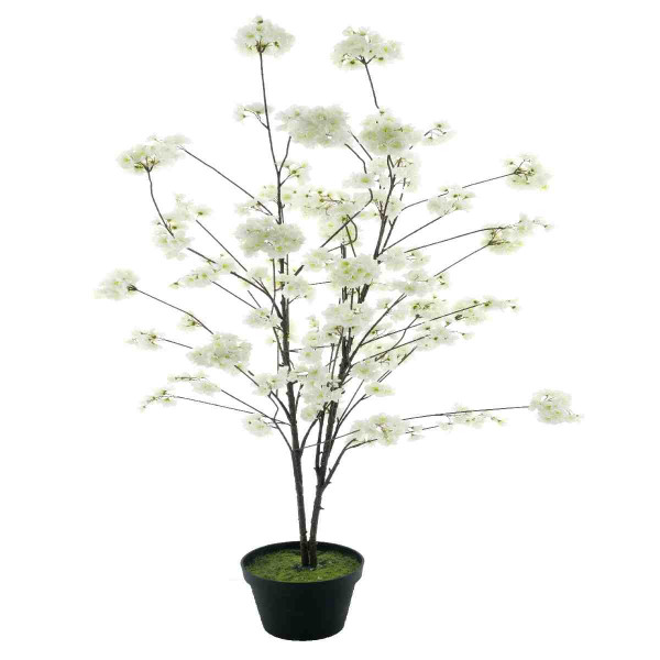 Kirschblütenbaum im Topf