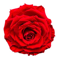 XL Stabilisierte Rosenköpfe XL Stabilisierte Rosenköpfe