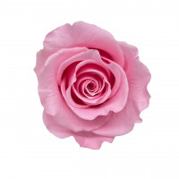 Stabilisierter Rosenköpfe "Verdissimo" medium Stabilisierter Rosenköpfe "Verdissimo" medium