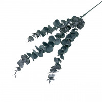 Eukalyptus Eukalyptus