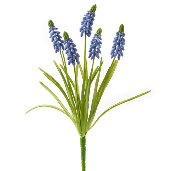 Muscari