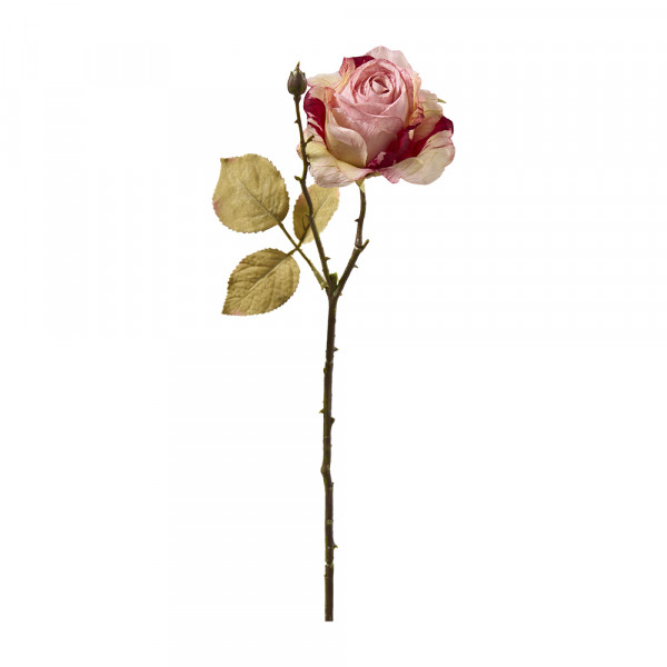Vorbestellung: (582) French Rose
