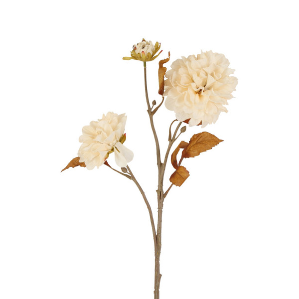 (ab 15.9. erhältlich) Dahlie "Edinburg" 3 Blüten