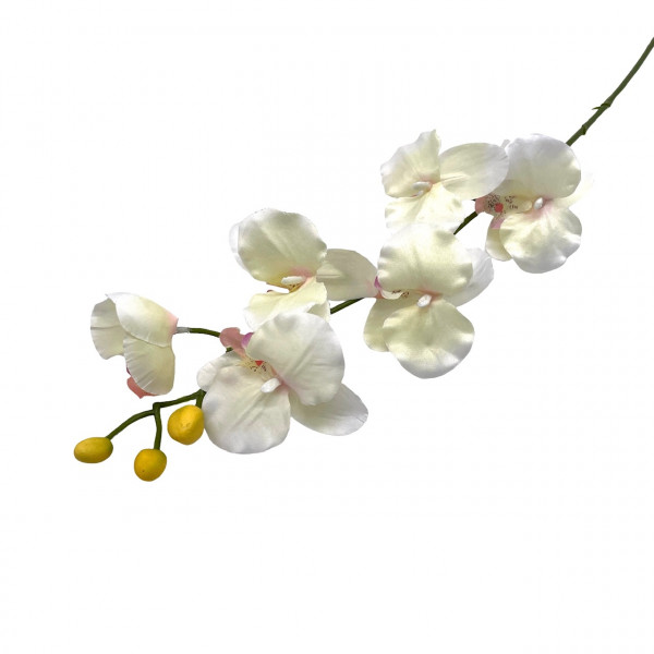 Orchidee Phalaenopsis mit 6 Blüten