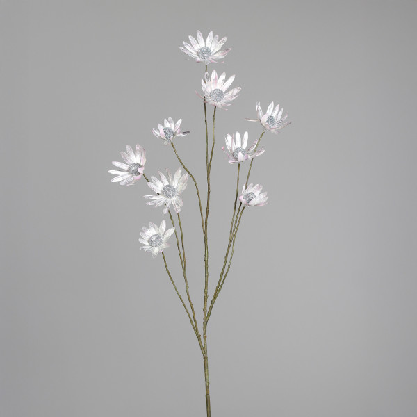 Sonnenhut Zweig mit 8 Blüten