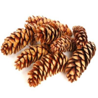 Strobus 20/25 Strobus 20/25