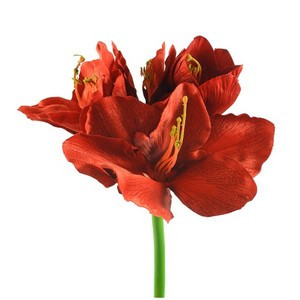 Amaryllis 3 Blüten