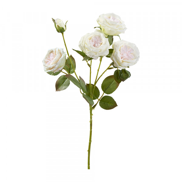 Vorbestellung: (228) Rose verzweigt