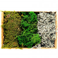 Moos-Mix in SB Verpackung Moos-Mix in SB Verpackung