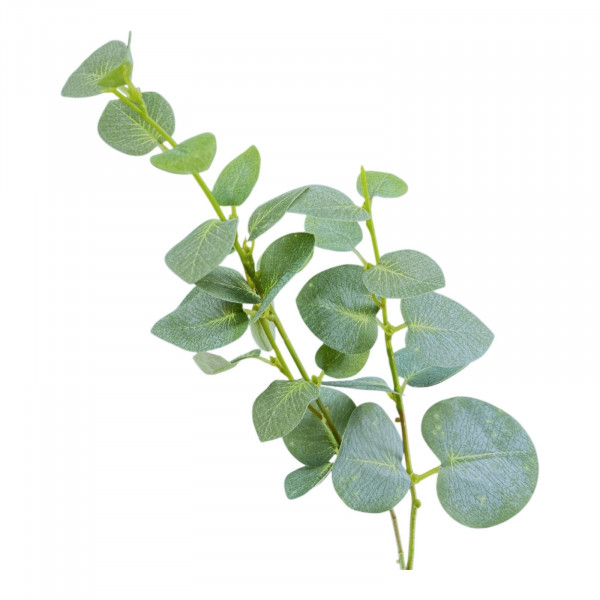 Eukalyptus