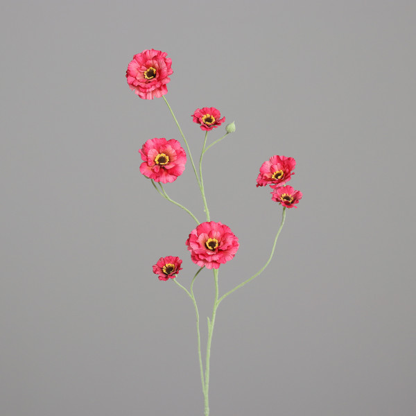 Zinnie mit 7 Blüten