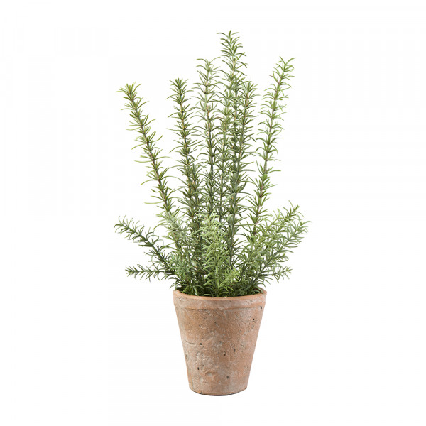 Vorbestellung: (041) Rosmarin im Zementtopf
