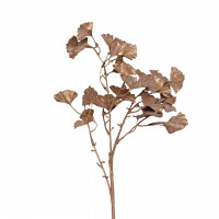 Ginkgo-Blätterzweig Ginkgo-Blätterzweig