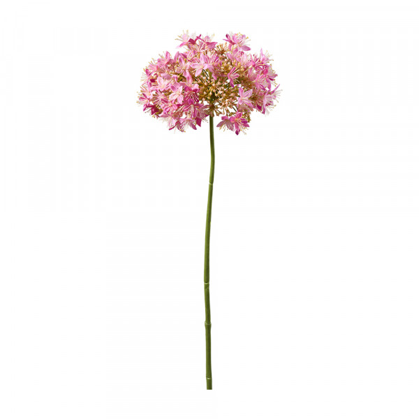 Vorbestellung: (129) PolemoniumPick