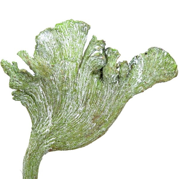 Natray Geweihholz gefrostet