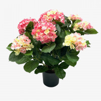 Hortensie im Topf Hortensie im Topf