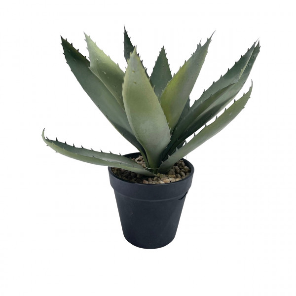 Aloe im Topf