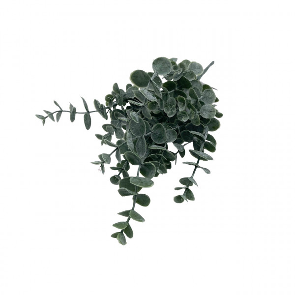 Eukalyptus-Busch gefrostet