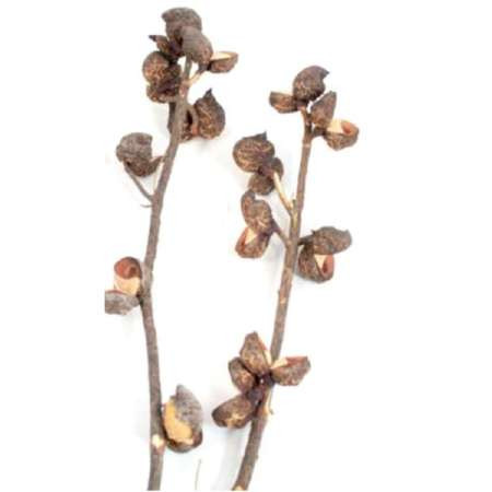 Hakea Zweig groß