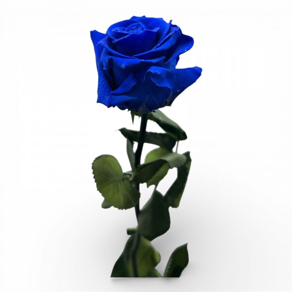 Stabilisierte Rose am Stiel