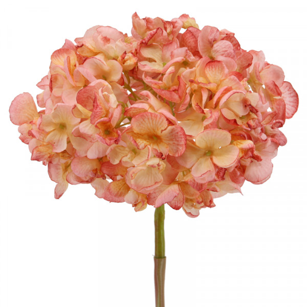 (ab 15.9. erhältlich) Hortensie