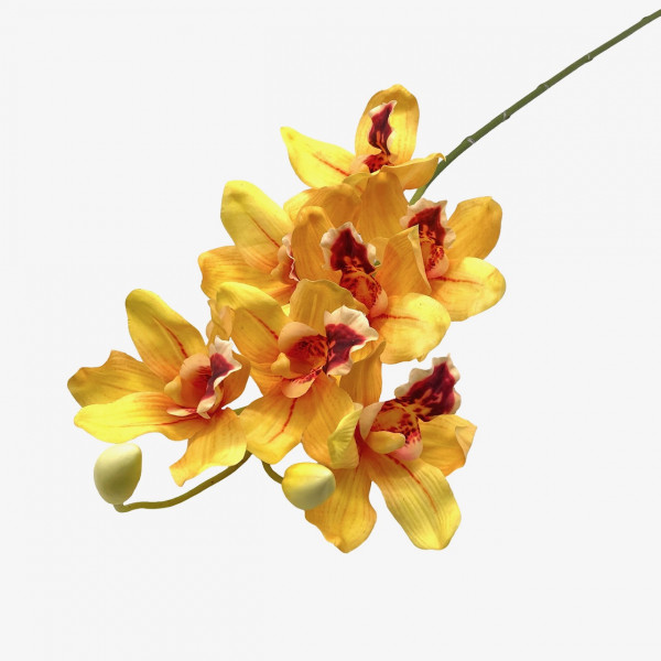 Orchidee Cymbidium