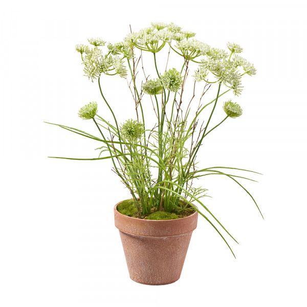 Vorbestellung: (309) Schierlingpflanze im Topf