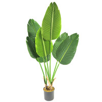 Bannanenpflanze im Topf Bannanenpflanze im Topf