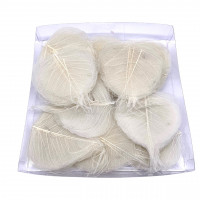 Skelettblätter a 200 Stück Skelettblätter a 200 Stück