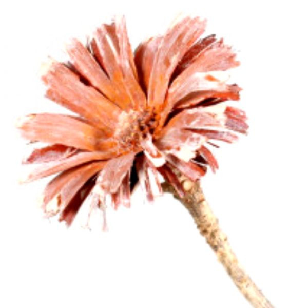 Protea Rep. Rosette gefrostet