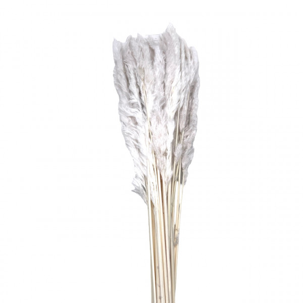 Mini Pampas 100gr.