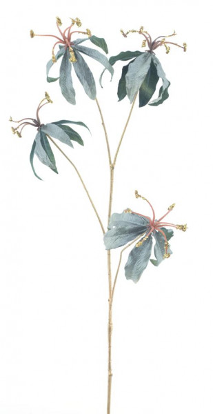 Gloriosa Zweig
