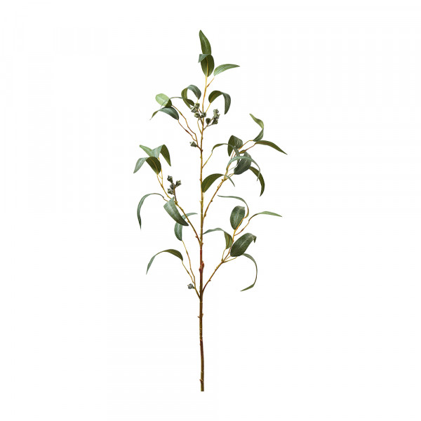 Vorbestellung: (376) Eucalythuszweig