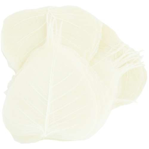 Skelettblätter a 200 Stück