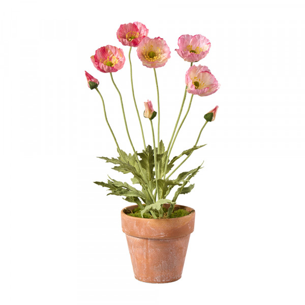 Vorbestellung: (297) Mohn im Topf