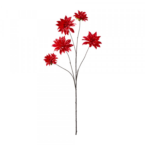 Dahlien x5